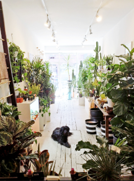 My Favourite House Plant Stores in Toronto